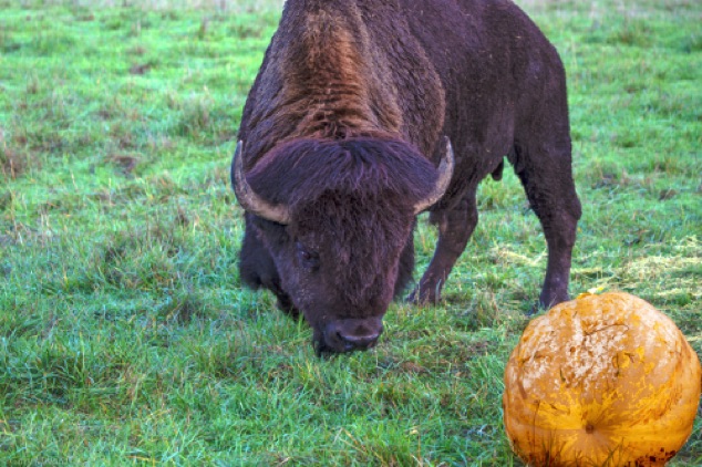 Buffalo with Pumpkin
Northwest Trek Wildlife Park
Eatonville, WA